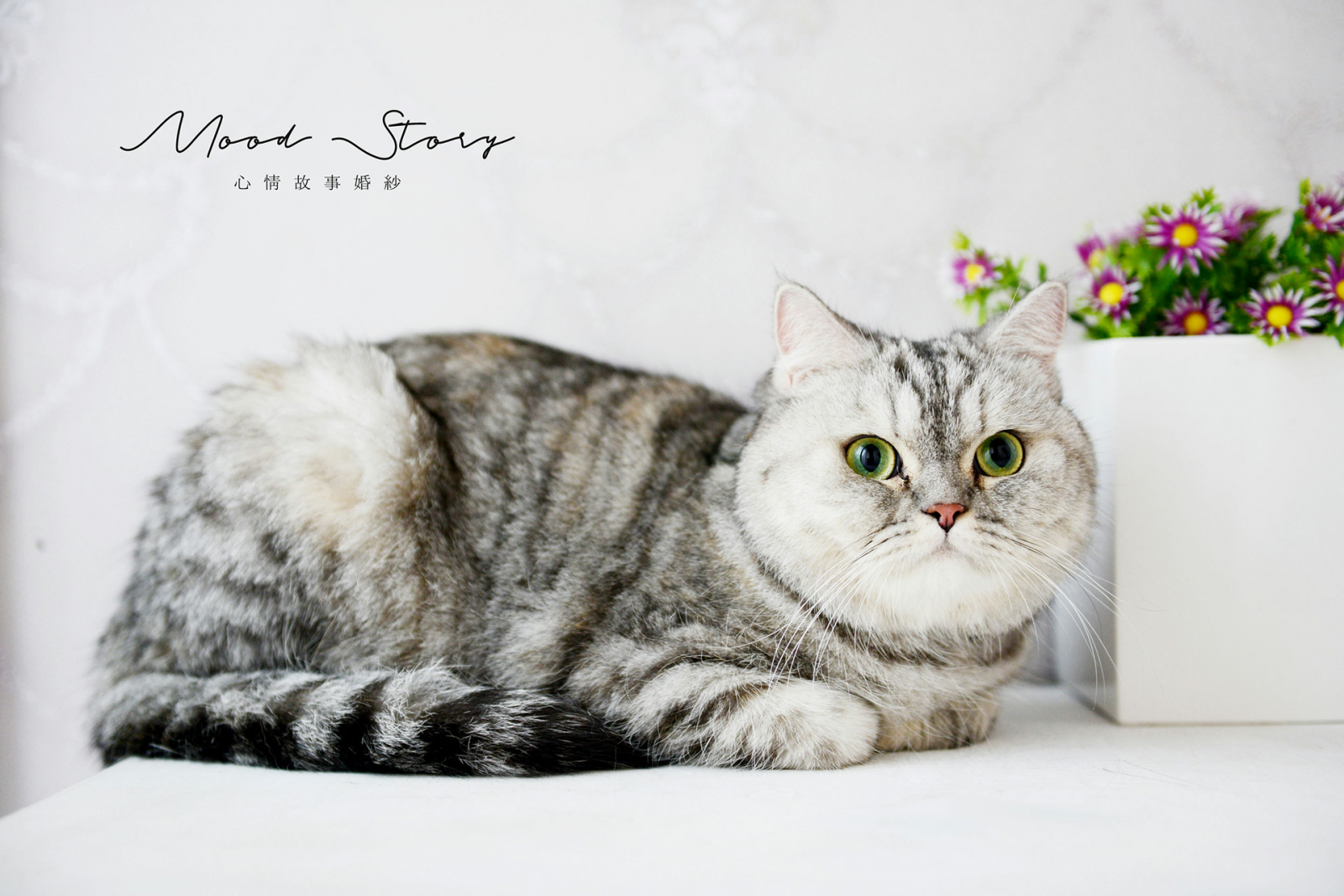  把毛孩拍得像明星！寵物寫真 10 大關鍵，讓照片更有愛！